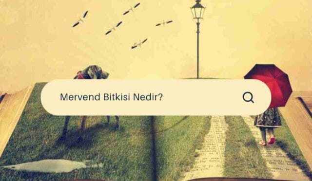 Mervend Bitkisi Nedir? Mervend Otu Kullanım Amaçları Ve Faydaları