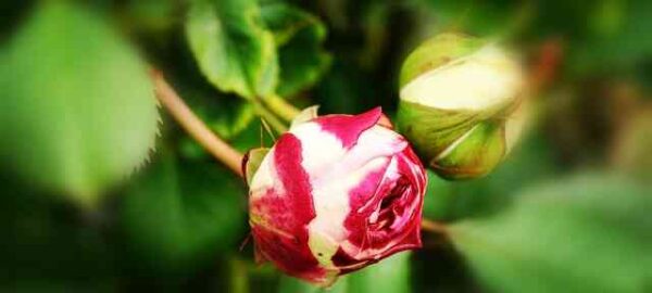 Evrim Teorisi Nedir? İnsanın Evrimi Nasıl Gerçekleşti? 7 Darwin Evrim Teorisi